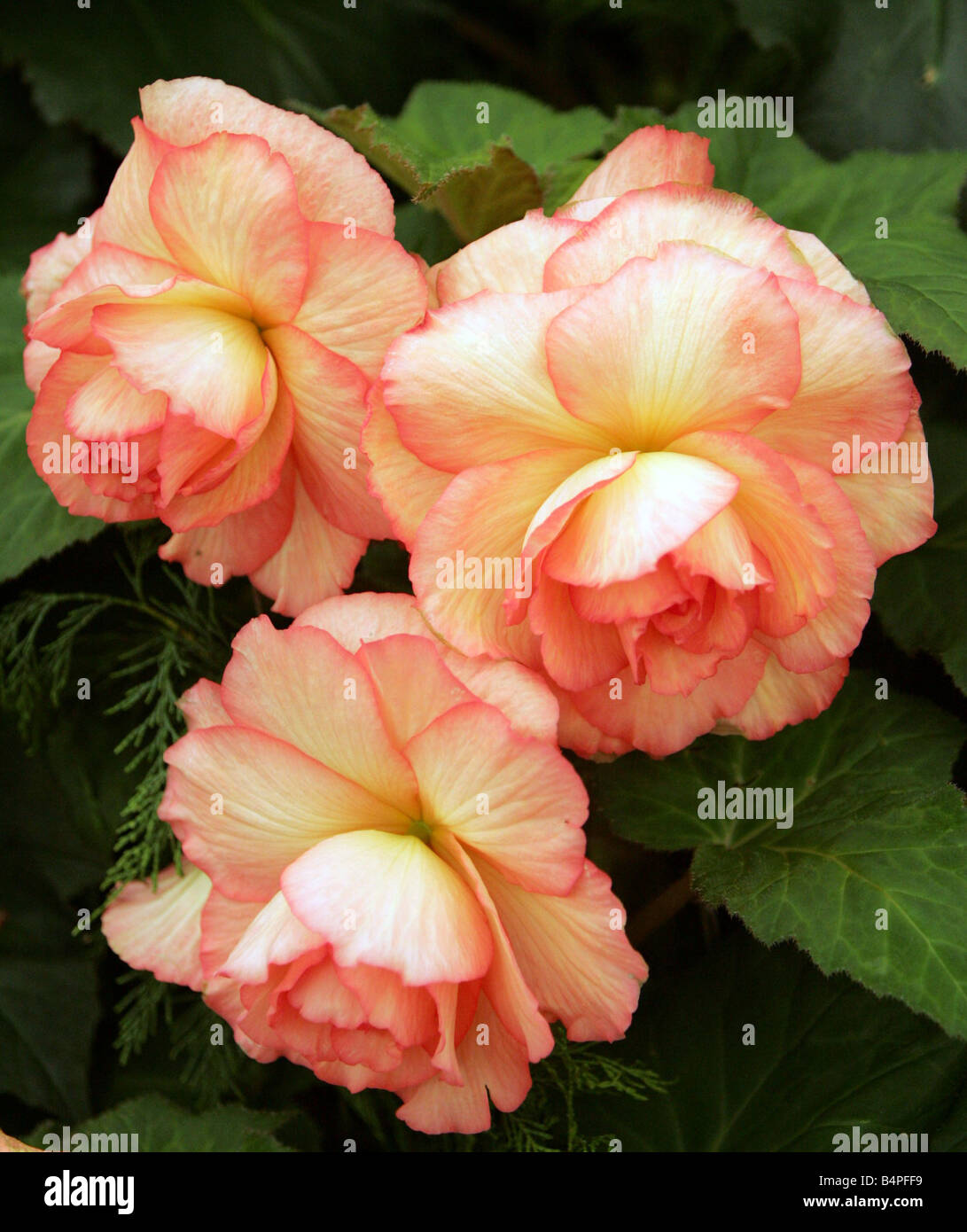Begonia The NEC Garden Show gardens on display at the NEC which was visited by Prince Charles