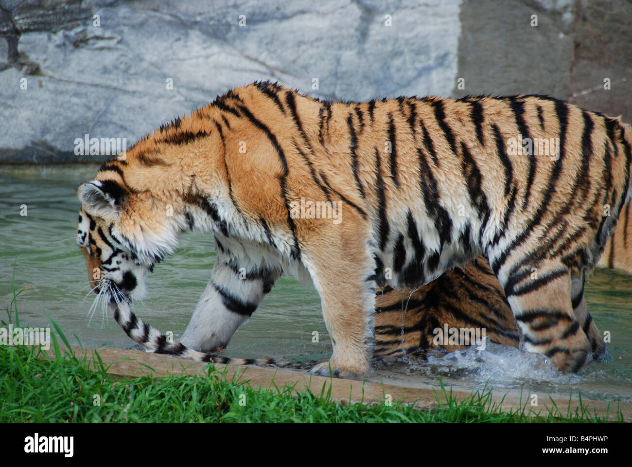 Two Siberian Tigers playing in a pool. One chewing on its siblings tail. Stock Photo
