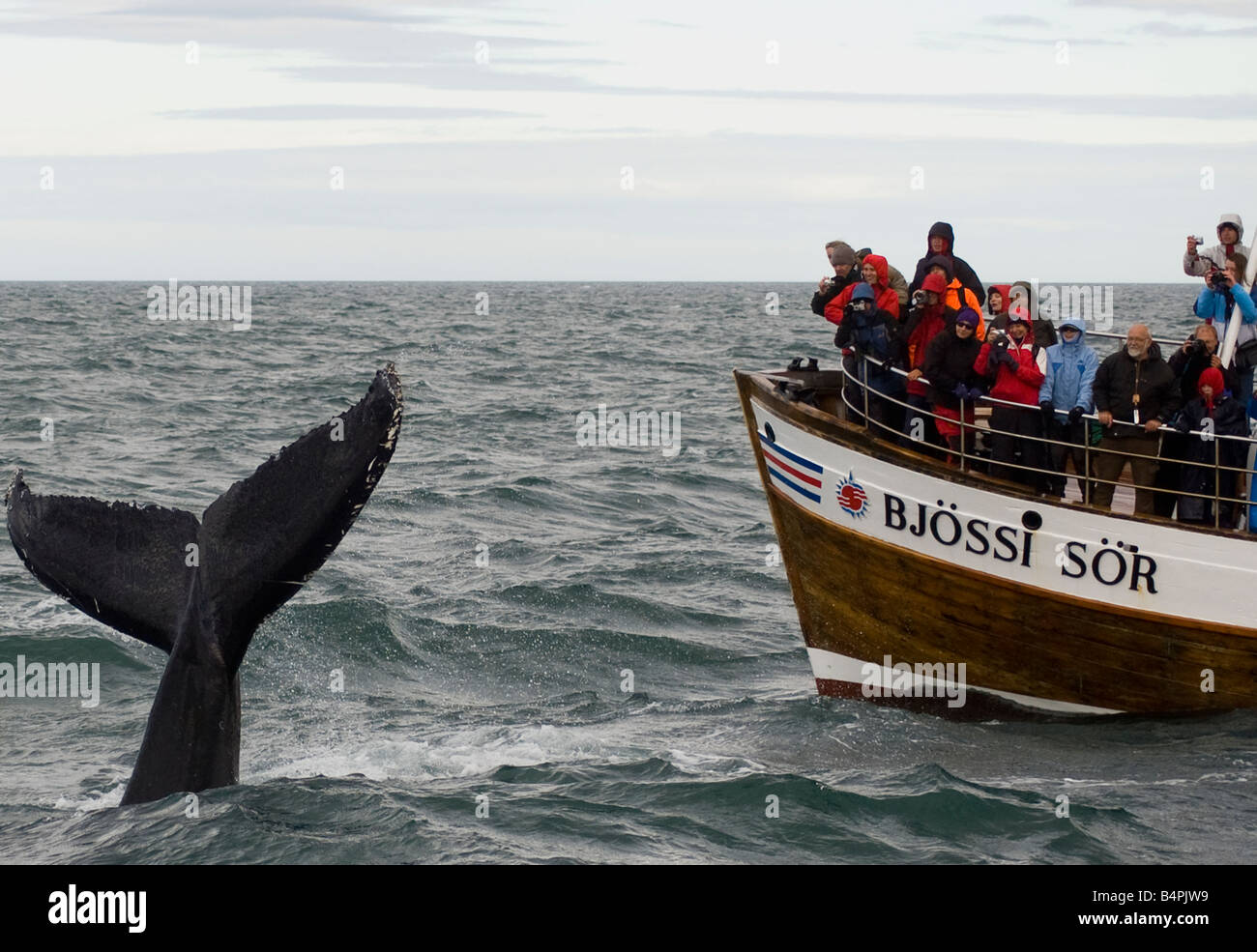 Whale watching from Husavik Stock Photo - Alamy