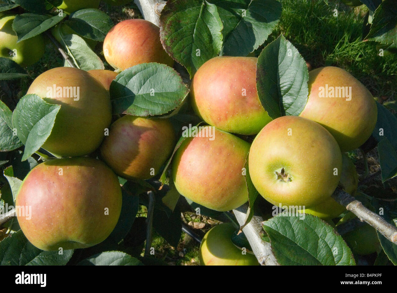 English Apples. Blenheim Orange apples. Lathcoats Apple Farm, Galleywood, Essex UK HOMER SYKES Stock Photo