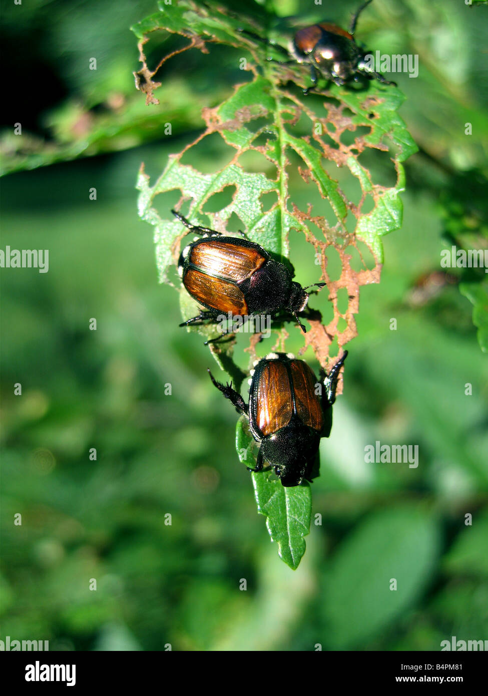 A Japanese beetle infestation skeletonize a rose leaf Stock Photo Alamy