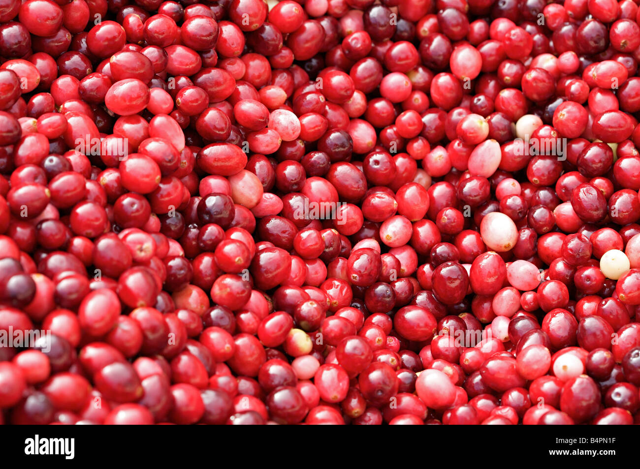 Fresh cranberries closeup Stock Photo Alamy