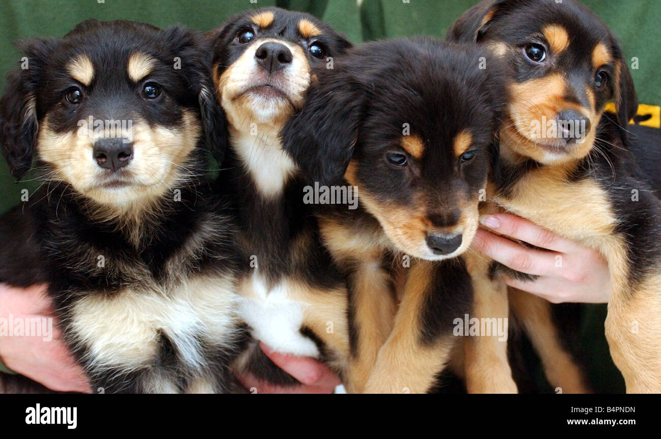 Why Are Puppies Called A Litter