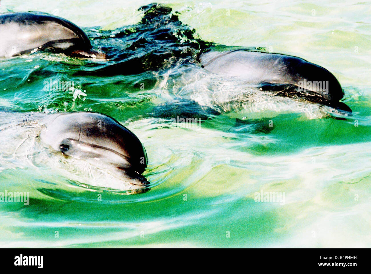 Three dolphins 1993 The dolphins are kept in a stinking paddling pool just 2 feet deep in a fun park in Malta Stock Photo