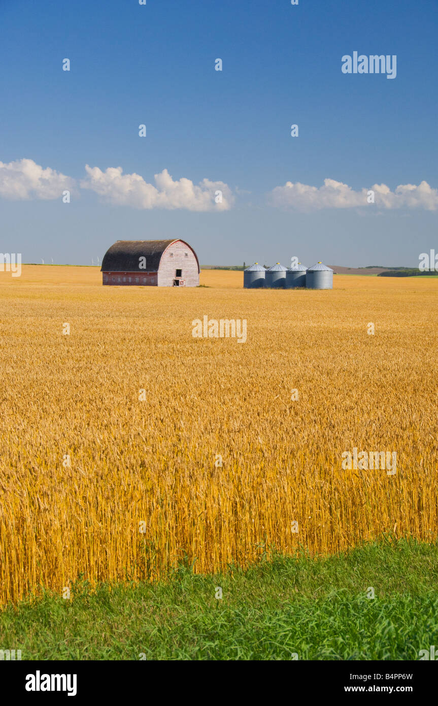 A ripe wheat field with an old barn and grain storage bins near Bruxelles, Manitoba Canada Stock Photo
