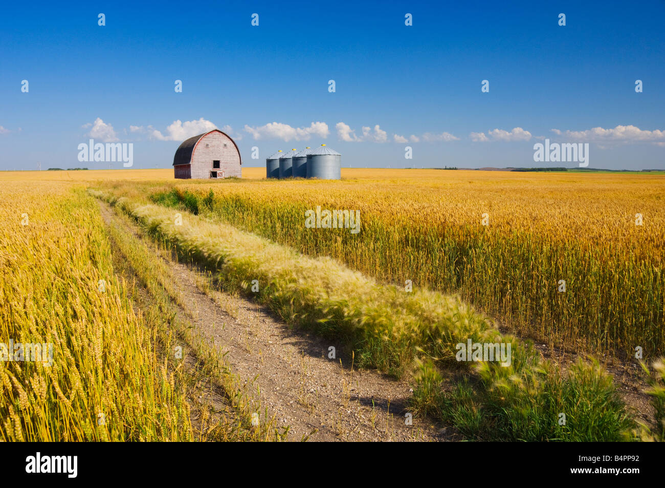 A ripe wheat field with an old barn and grain storage bins near Bruxelles,Manitoba Canada Stock Photo