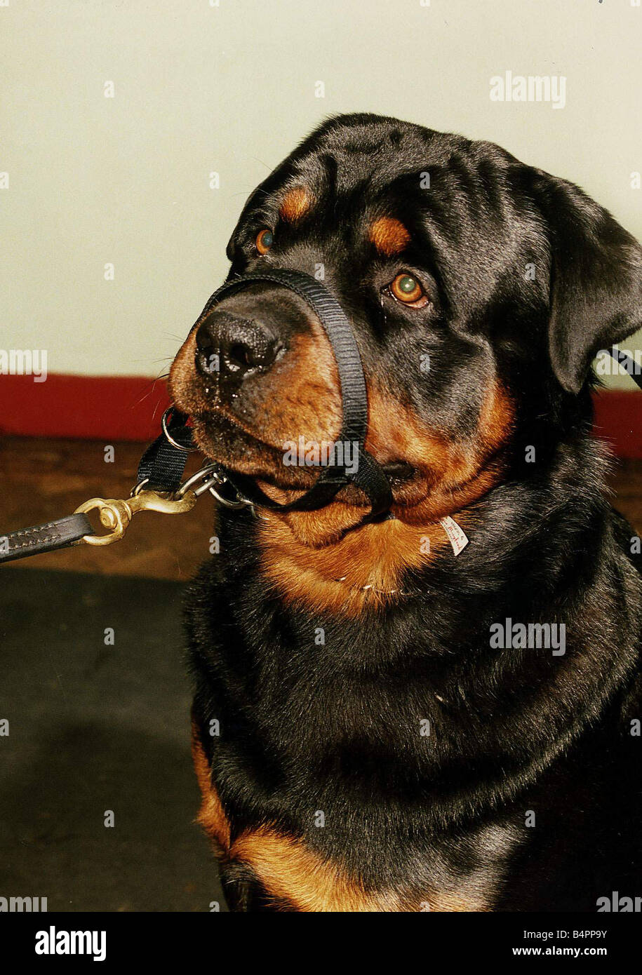 A Rottweiler in training with safety muzzle at the London Rottweiler ...