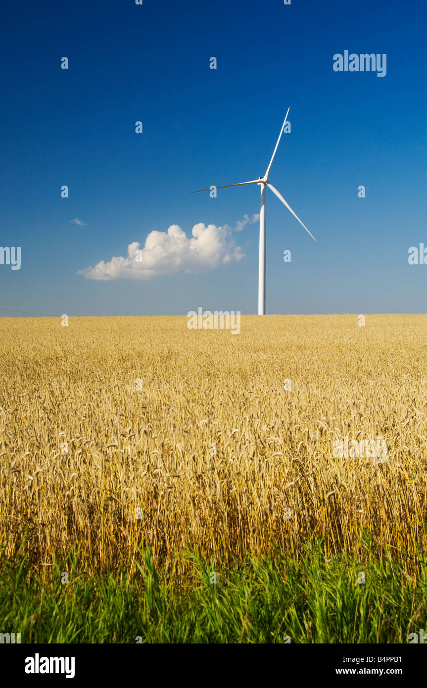 Windmills on the prairies with grain fields near St Leon Manitoba Canada Stock Photo