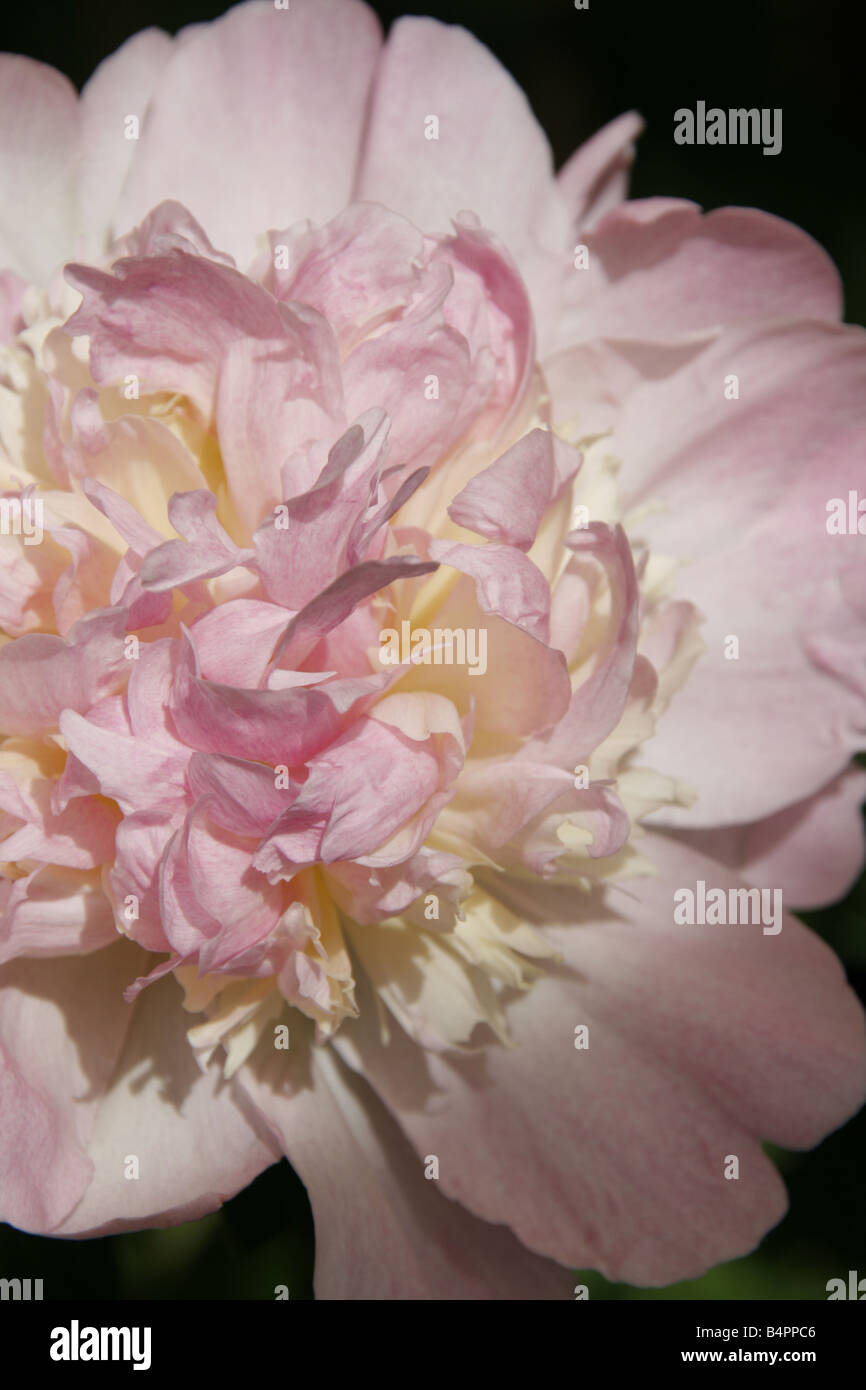 detail of pink peonia type flower plant in garden Stock Photo
