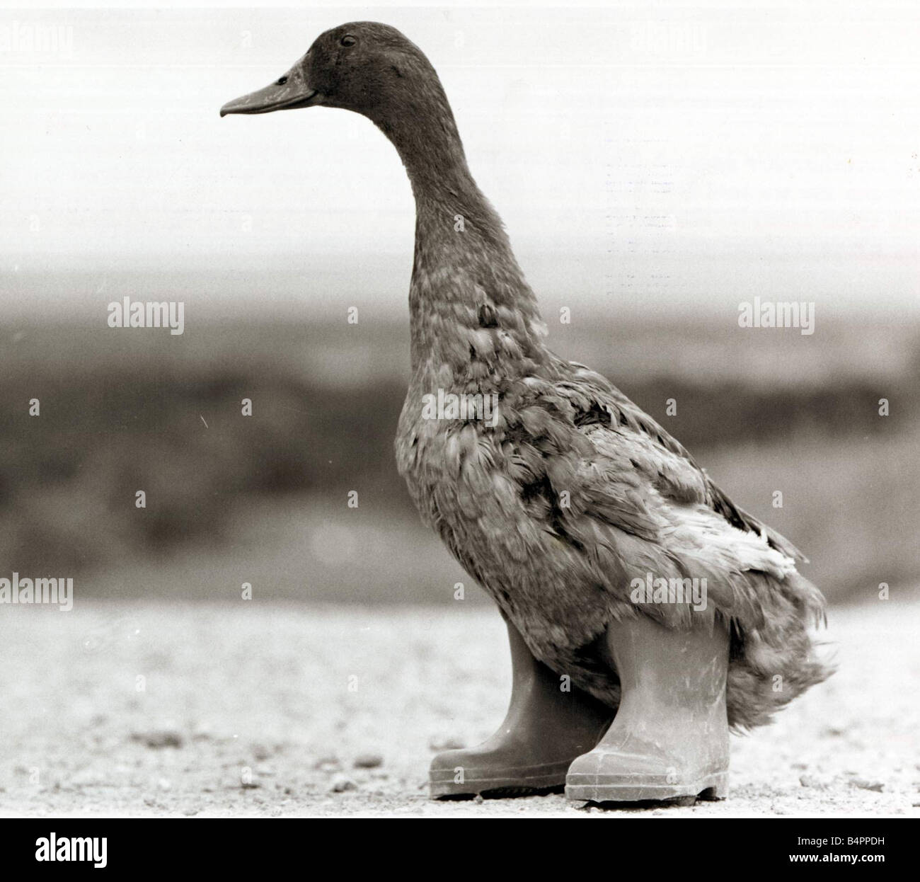 duck wearing wellies