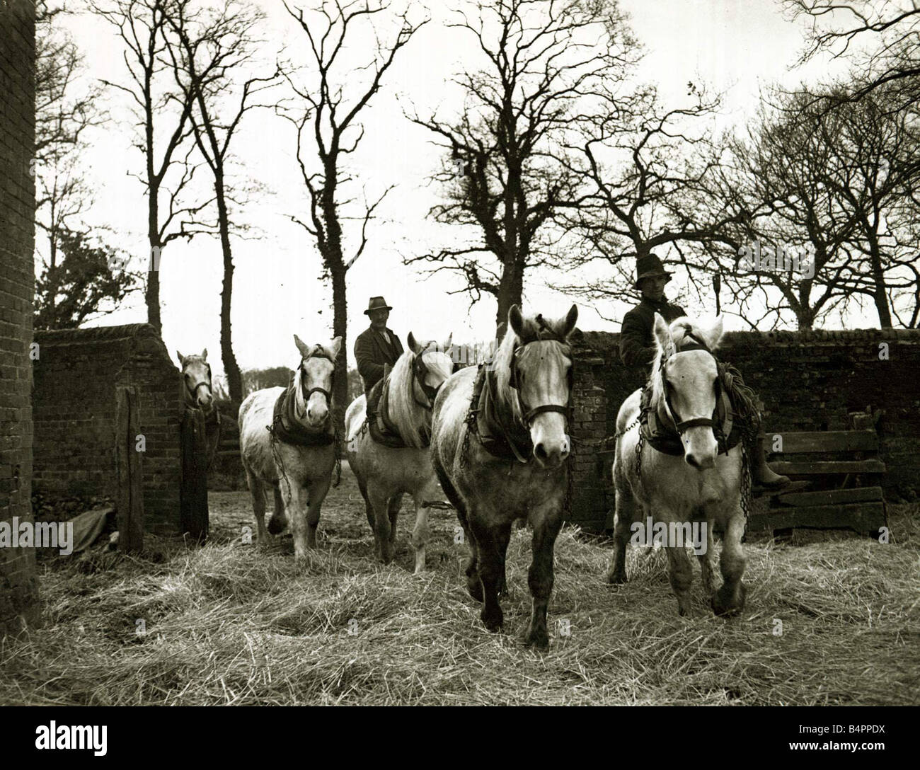 Farming farmers riding their horses back to the stables hay workhorses