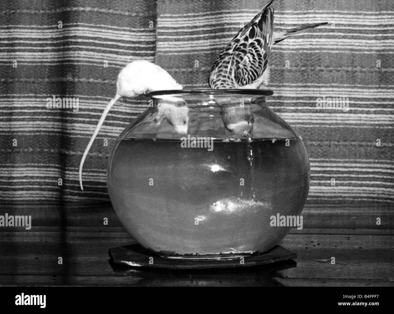 Gilber the goldfish is spied on by Bill the Budgie and Tid the mouse February 1952 Stock Photo