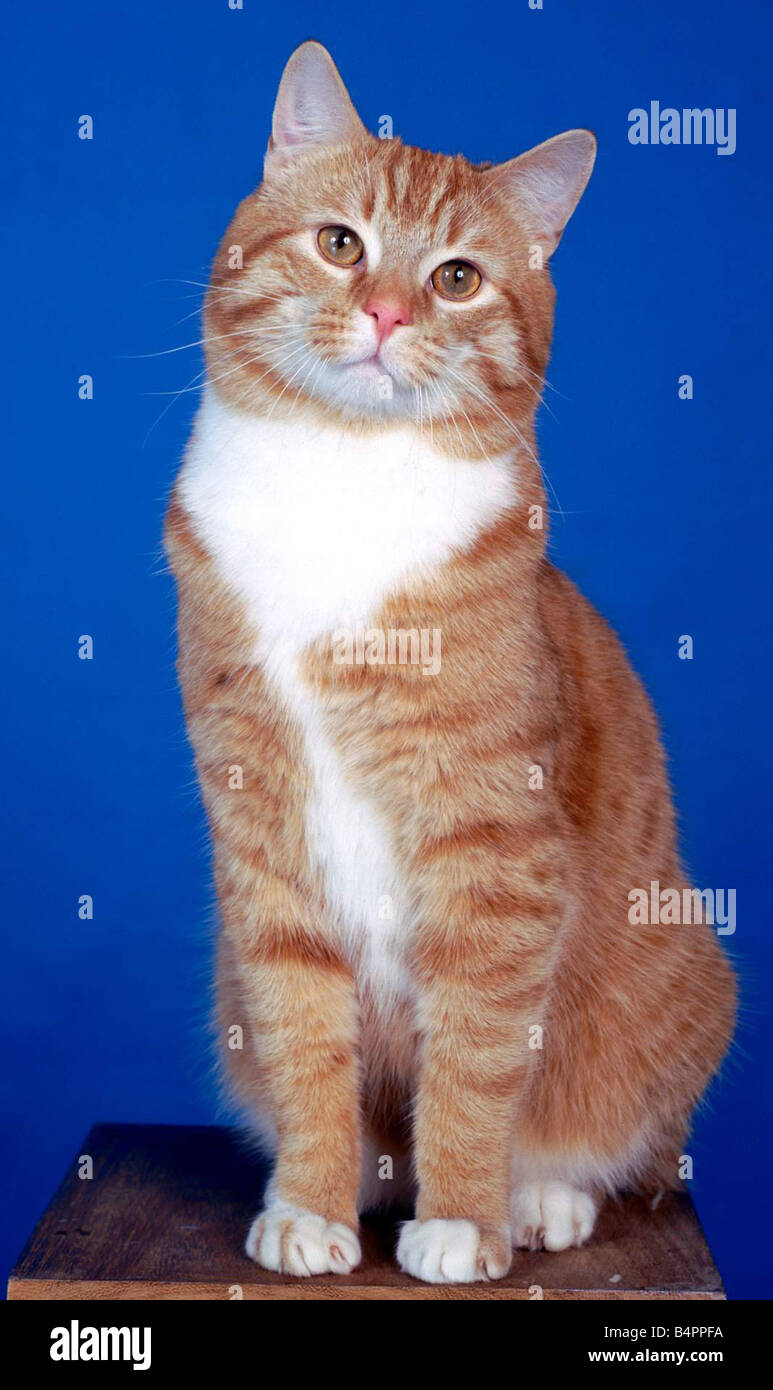 Studio posed Marmalade cat Ginger and white December 2001 Stock Photo