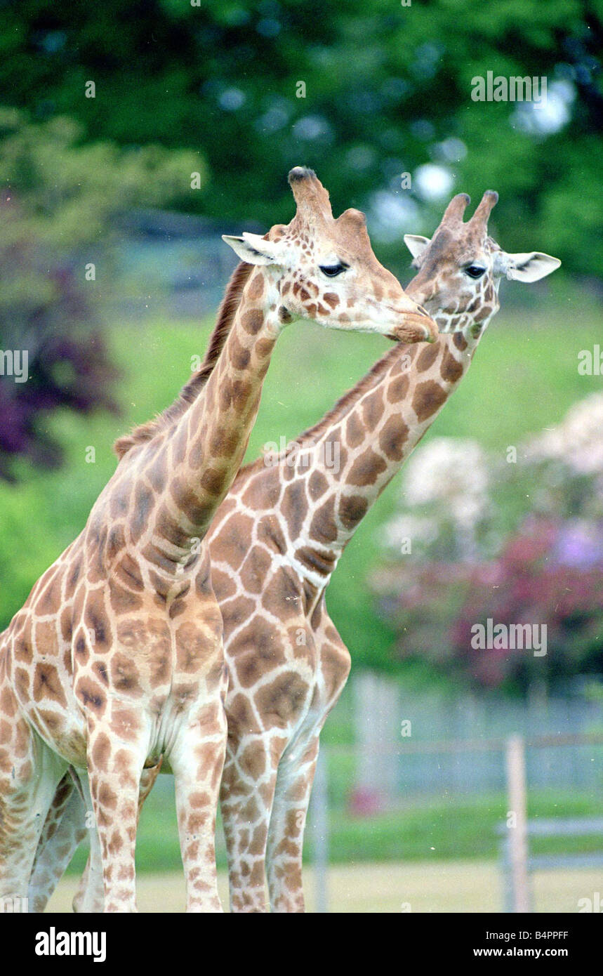 Two giraffes kissing Animals in the Zoo June 1995 Stock Photo - Alamy Two giraffes kissing Animals in the Zoo June 1995 Stock Photo - Alamy