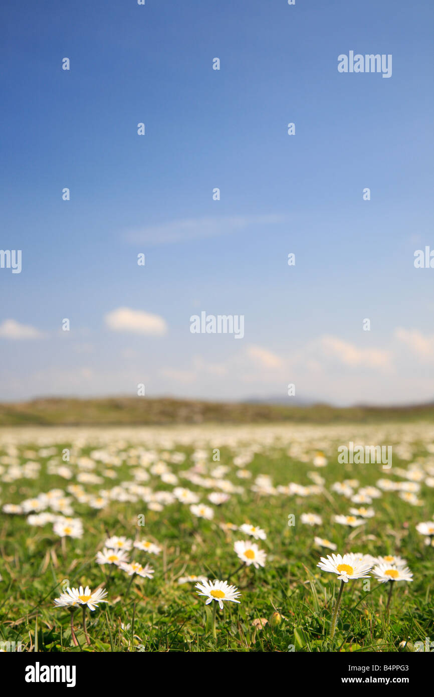 daisies in the open countryside on Omey Island, Connemara, Ireland Stock Photo
