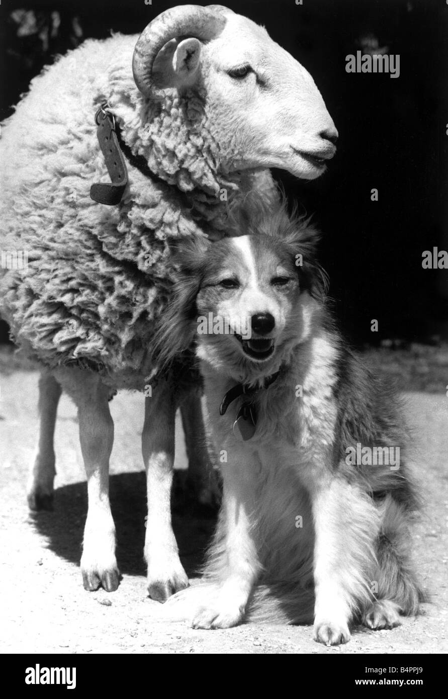 An unlikely friendship of dog and sheep Dog Welfare Centre Stokenchurch Buckinhamshire June 1985 Stock Photo