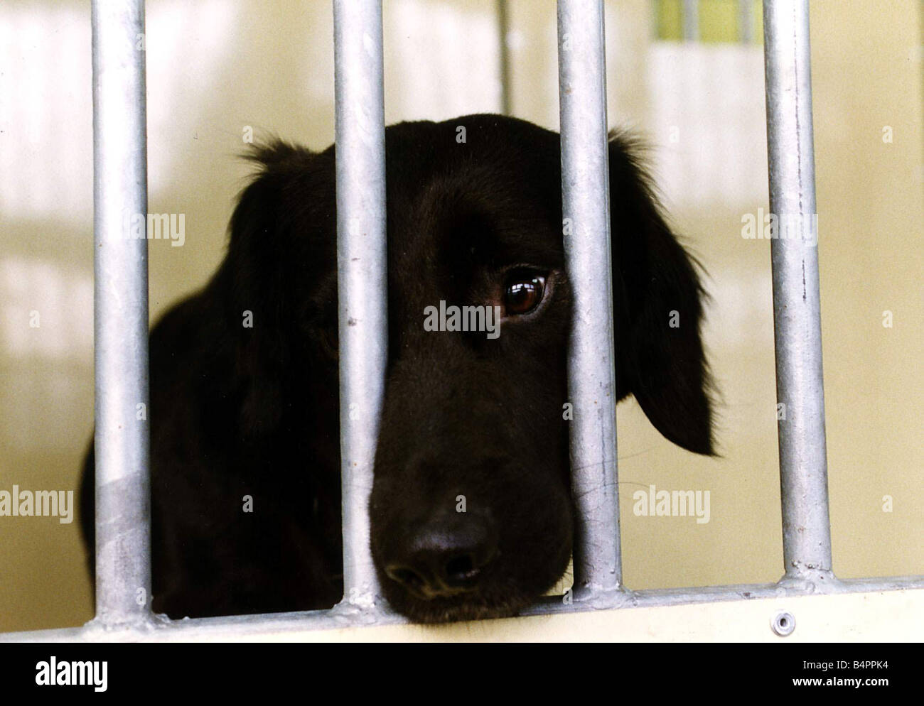 A Dog at Battersea Dogs Home January 1992 Stock Photo Alamy