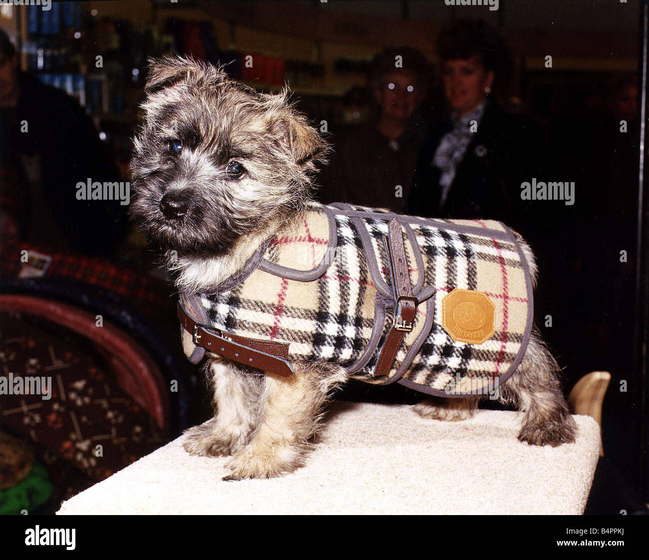 Dog in Burberry coat for 43 circa 1995 Stock Photo - Alamy