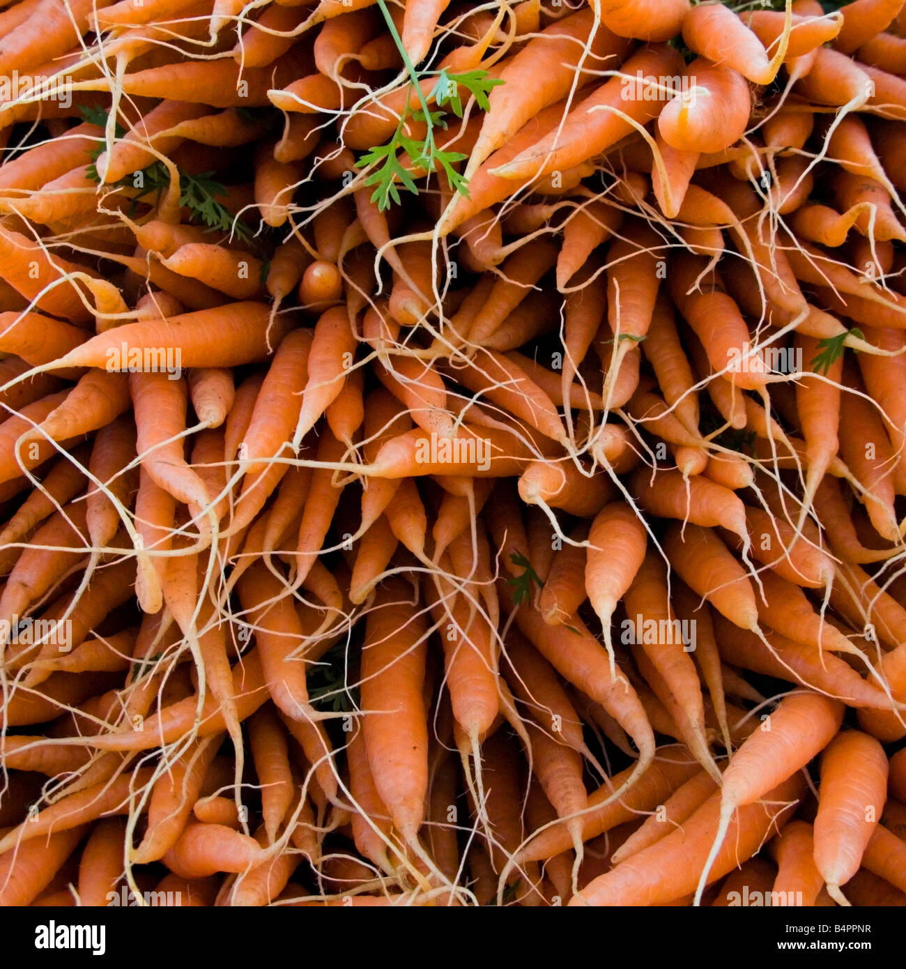 Carrots piled high at Swindon Farmers' market, Wiltshire UK Stock Photo