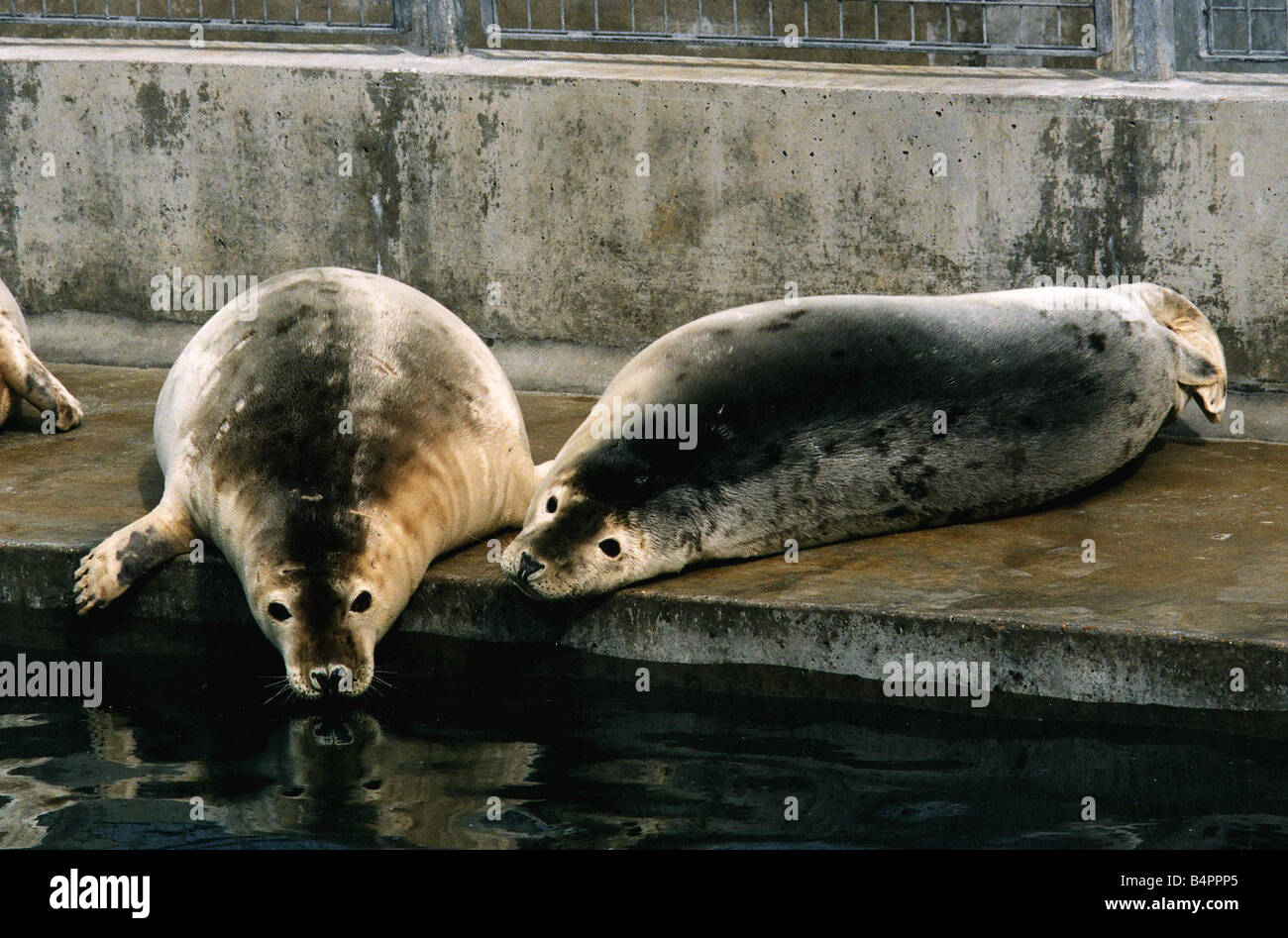 SEALS ARCHIVES ANIMALS ANSWERS visual data 7