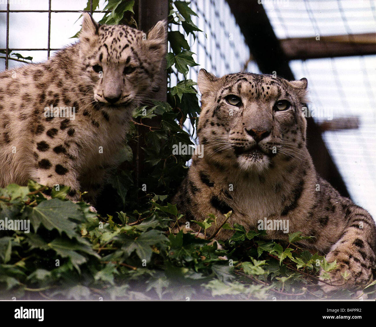 Animals Snow Leopards mum Shah and cub Raisa at Chessington World of