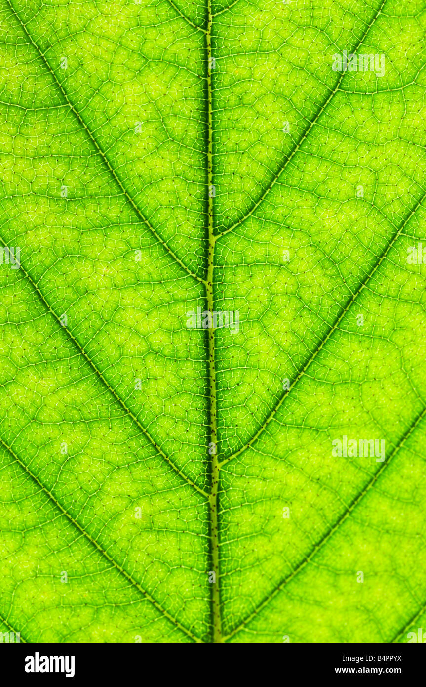 Green leaf texture close up as natural background Stock Photo - Alamy