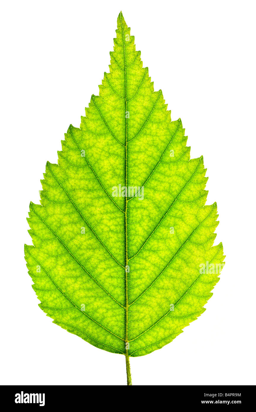 Leaf close up isolated hi-res stock photography and images - Alamy