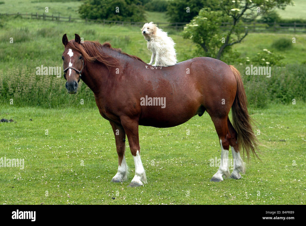 Dog Riding Horse