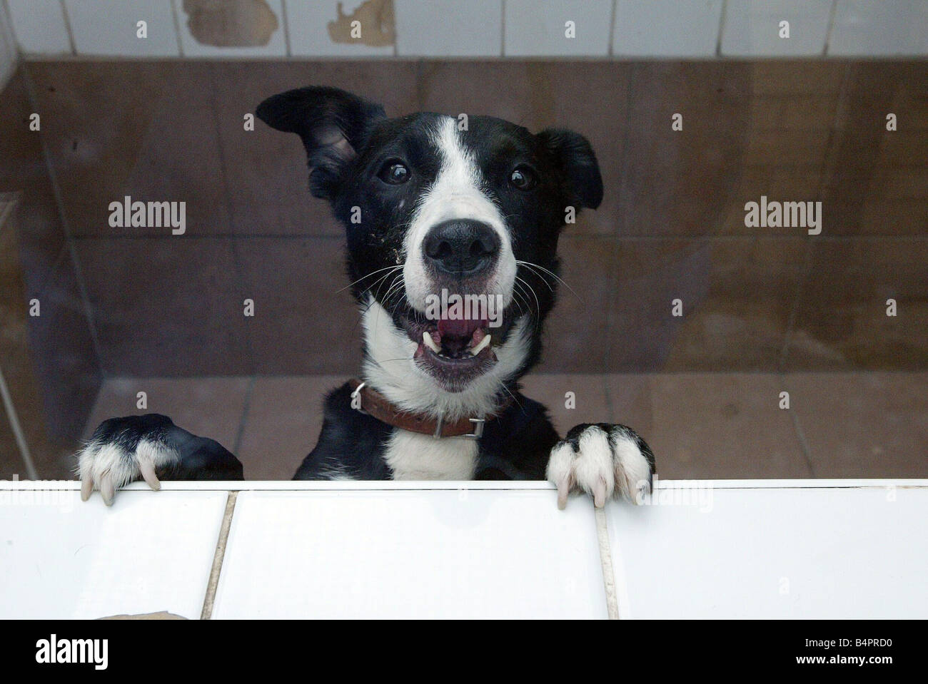 A dog in a kennel Stock Photo Alamy
