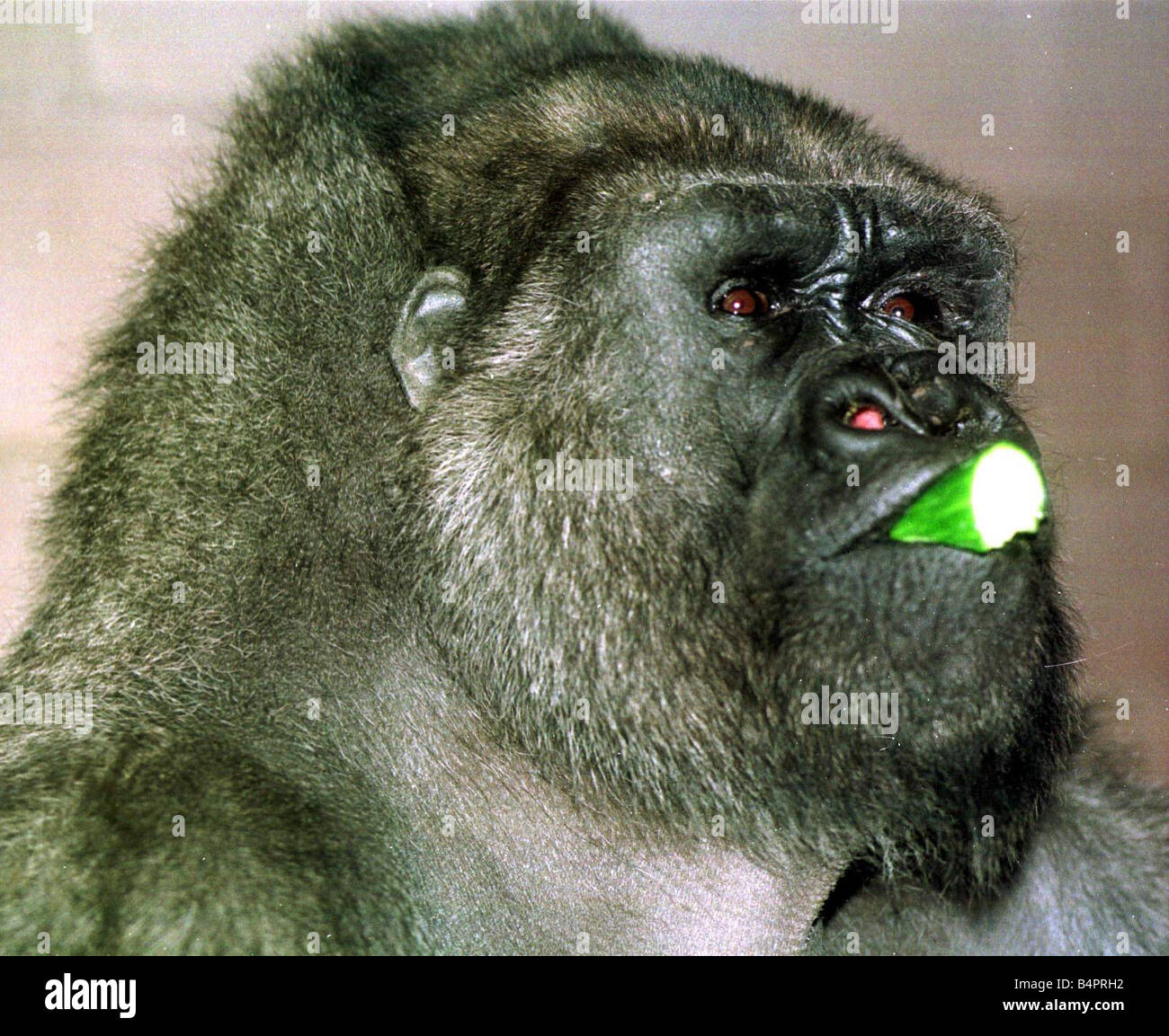 Belfast zoo gorilla hires stock photography and images Alamy