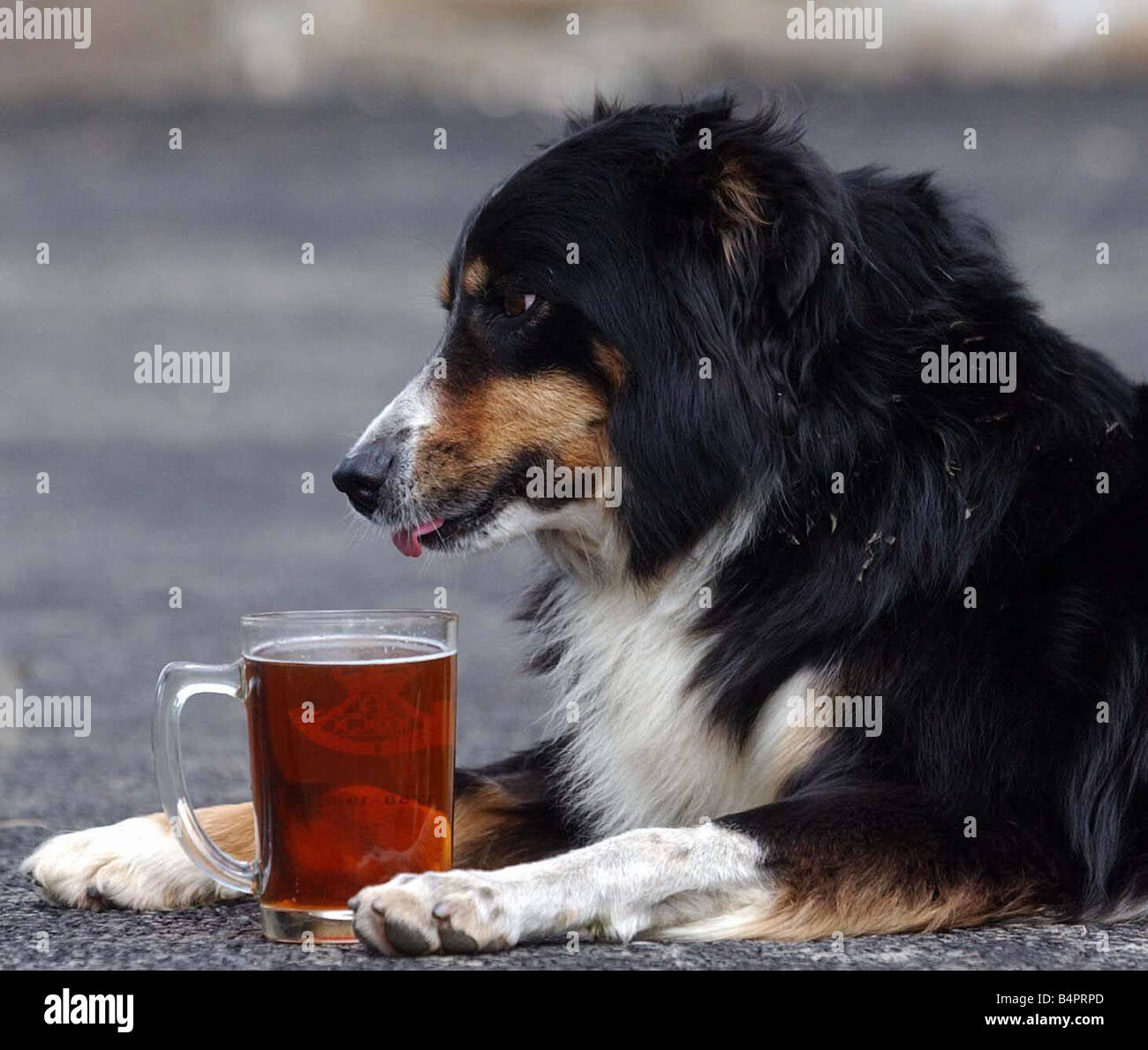 A dog enjoys a pint of beer circa 2000 Stock Photo