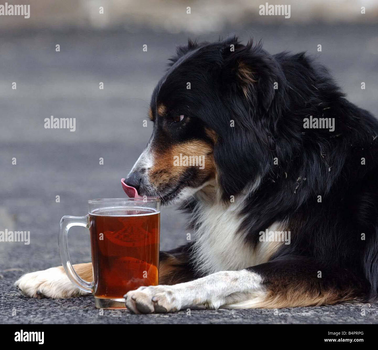 A dog enjoys a pint of beer circa 2000 Stock Photo