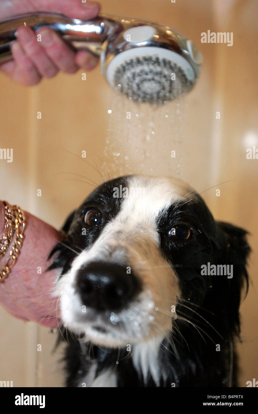 A sheep dog having a shower circa 2000 Stock Photo Alamy