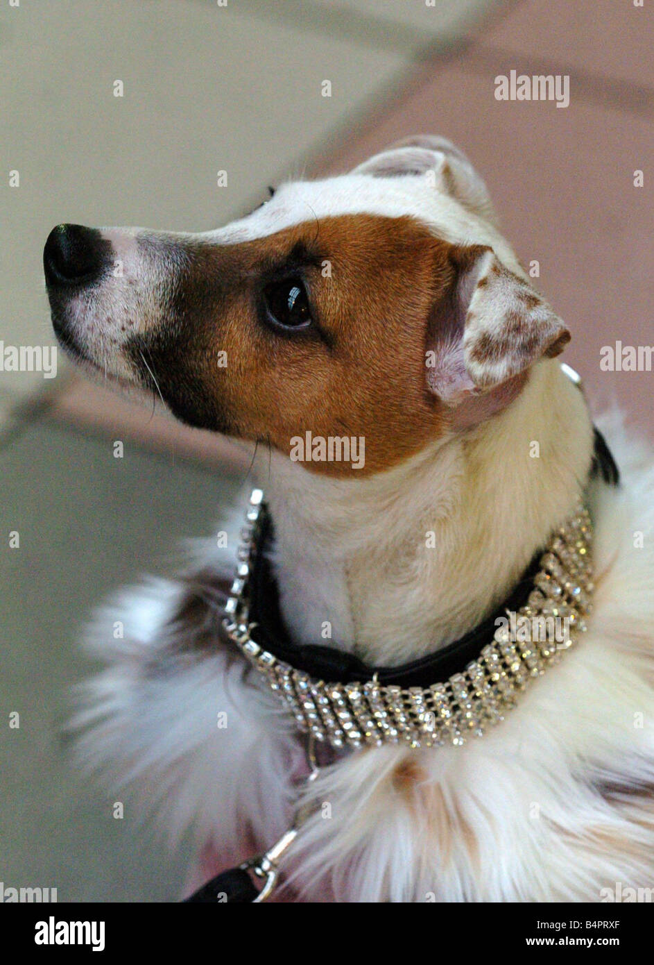 Fancy dress best sale dog collar