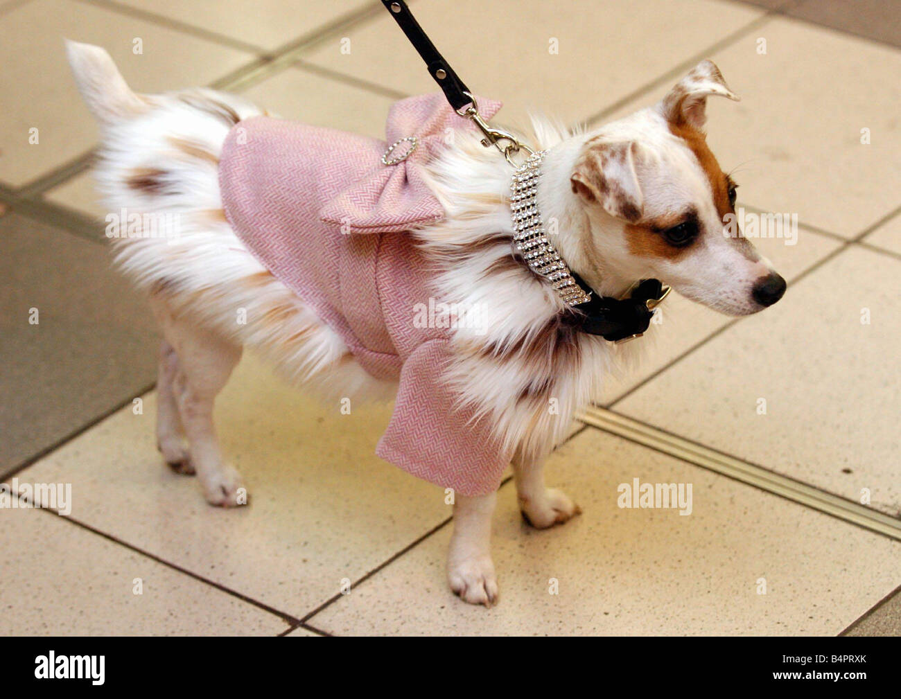 Dog fancy dress hires stock photography and images Alamy