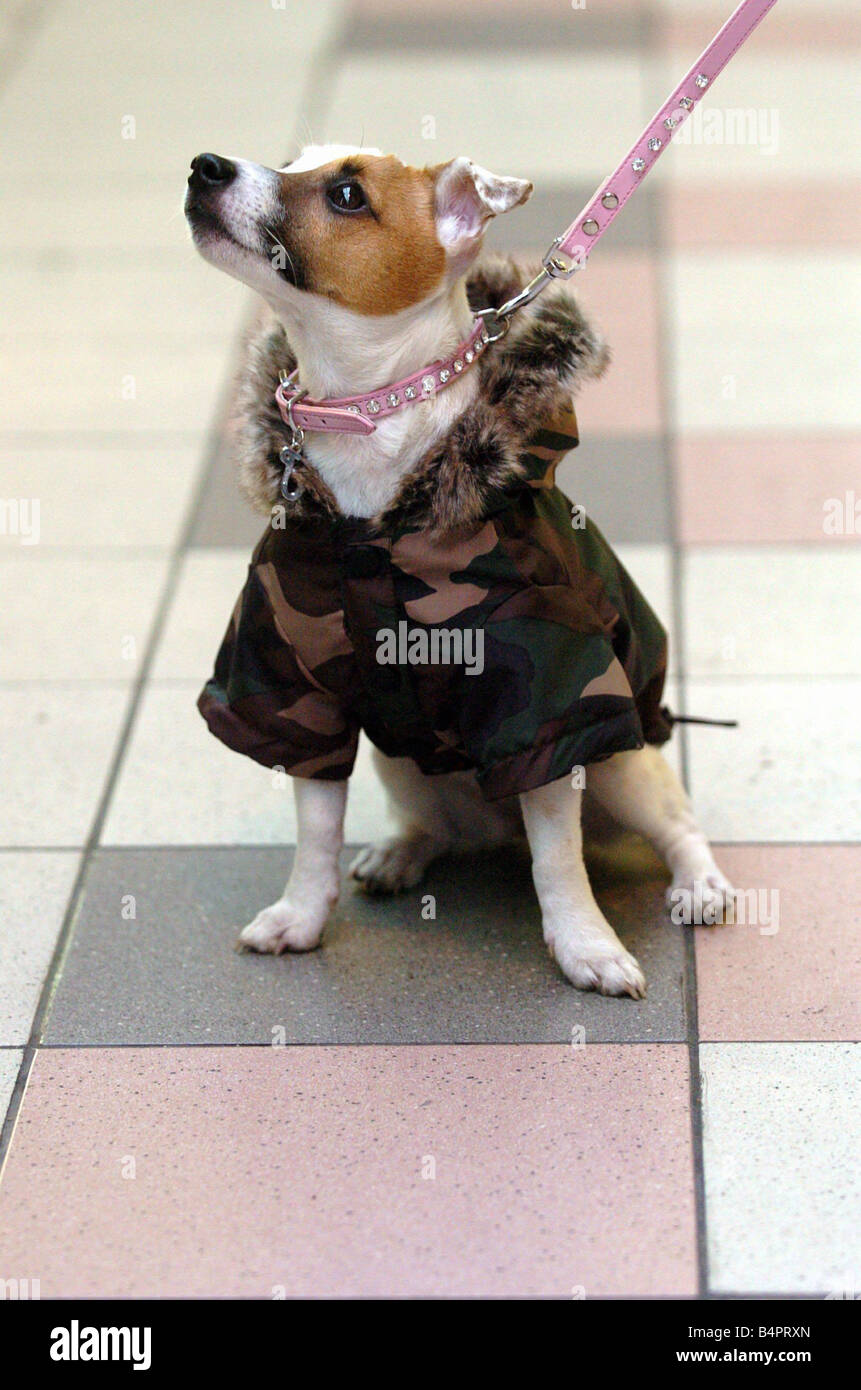 Dog collar fancy hot sale dress