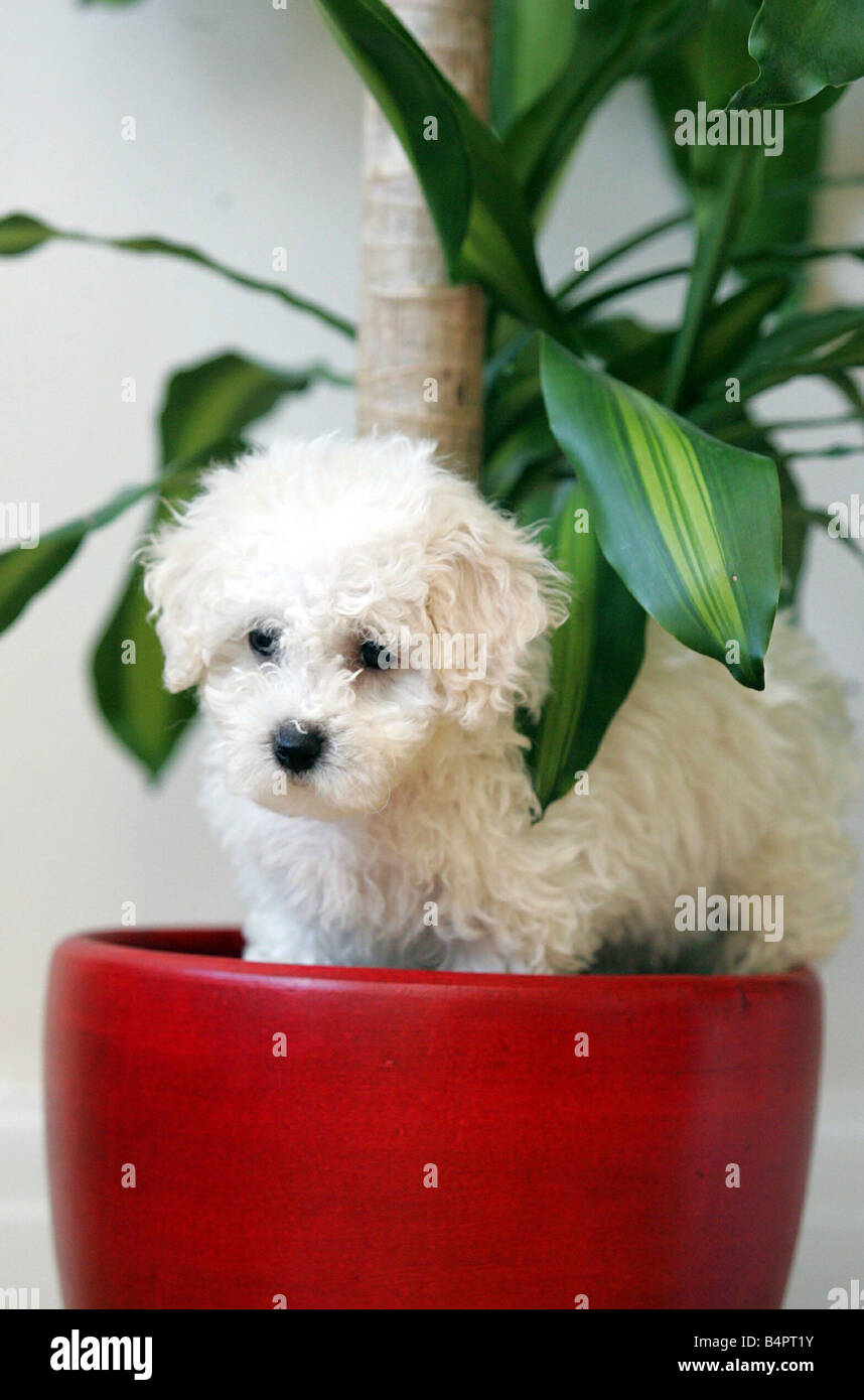 Puppy in plant pot circa 2000 Stock Photo