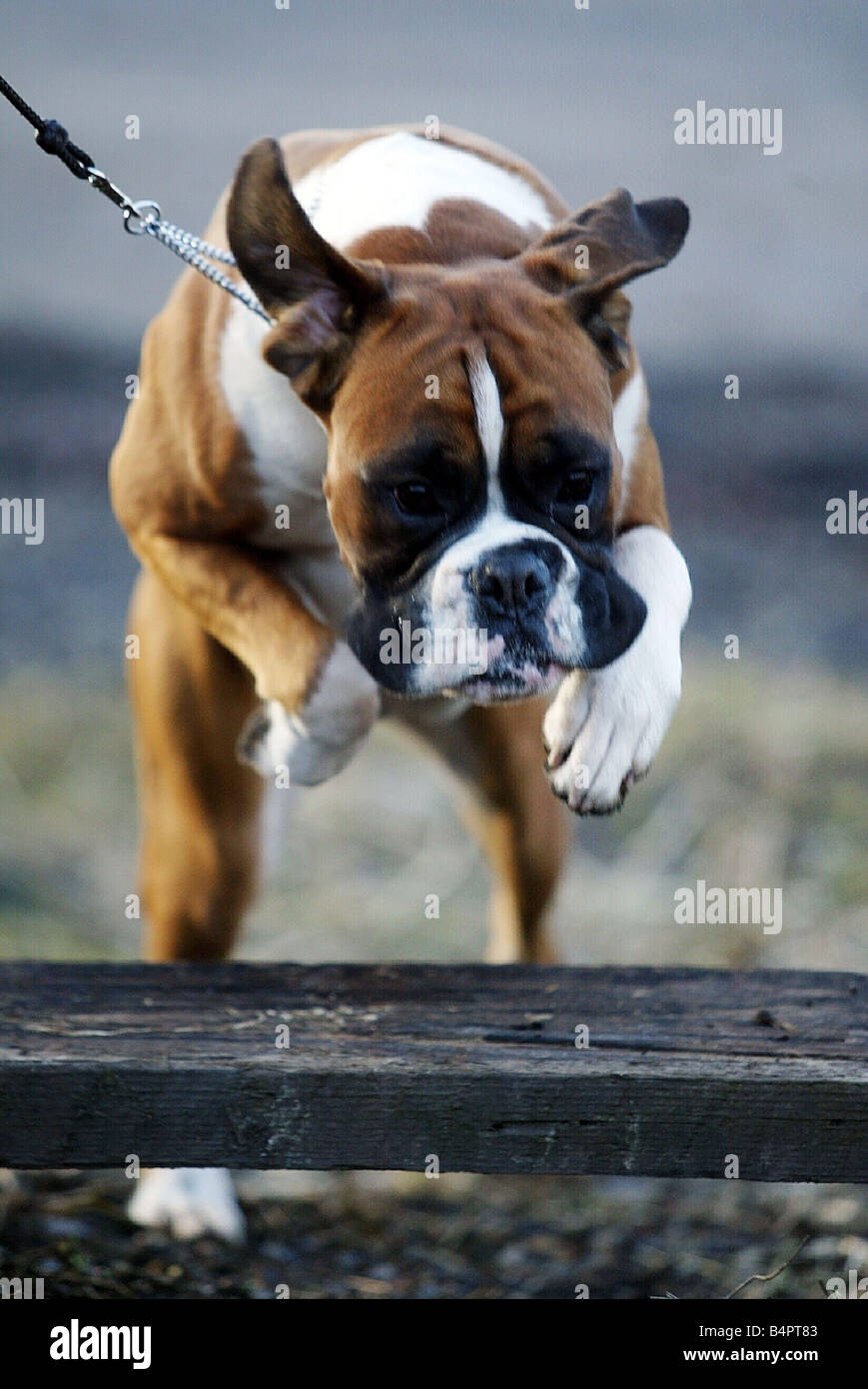 A boxer dog jumping over an obstacle circa 2005 Stock Photo Alamy