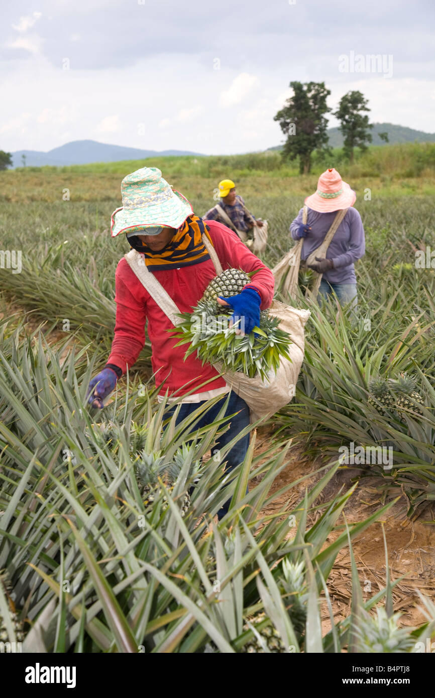 Picking pineapples hires stock photography and images Alamy
