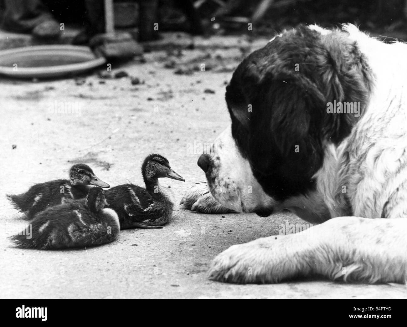Bess the St Bernard dog who is foster mum to a brood of three orphan ducklings at Parks Farm near Doncaster Yorkshire July 1978 Stock Photo