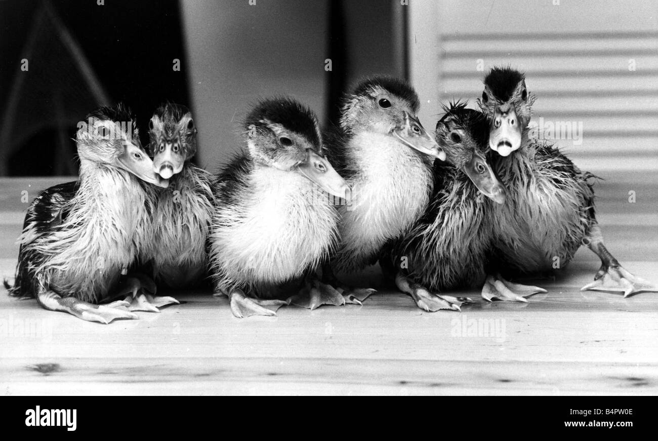 Six ducklings who were abandoned by their mother being given swimming lessons July 1977 Stock Photo