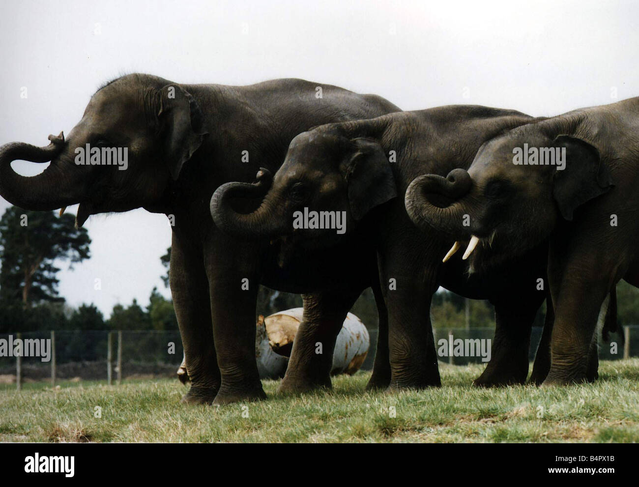 Elephants standing in a line with their trunks in the air April 1997