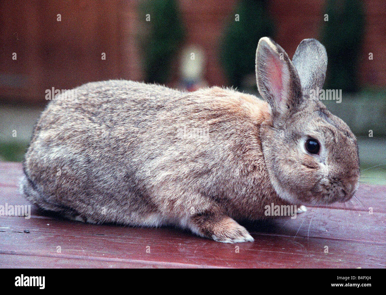 Wild Rabbit March 1998 Stock Photo - Alamy