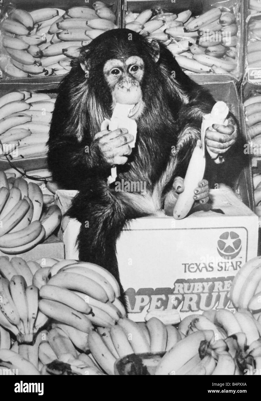 Yes we have some banan s Noddy the chimp enjoying a snack at the Geest banana ripening plant in Shenstone Staffordshire February 1976 Stock Photo