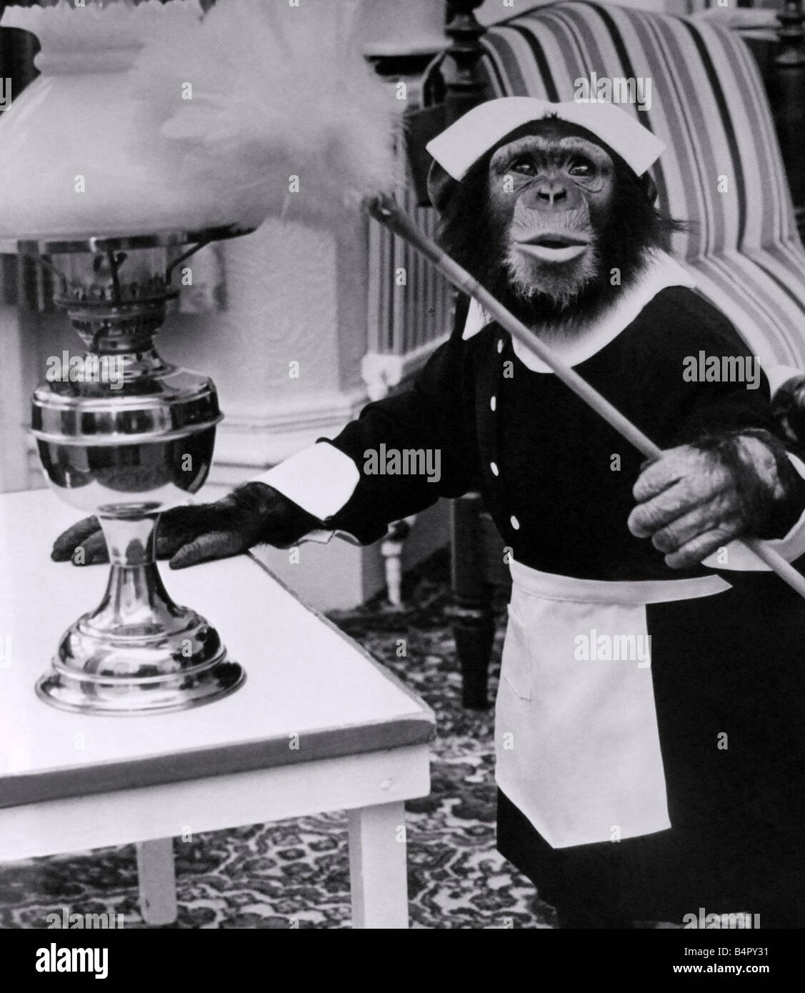 Kip a Twycross Zoo chimp rehearsing her household role for an italian television commercial May1980 Stock Photo