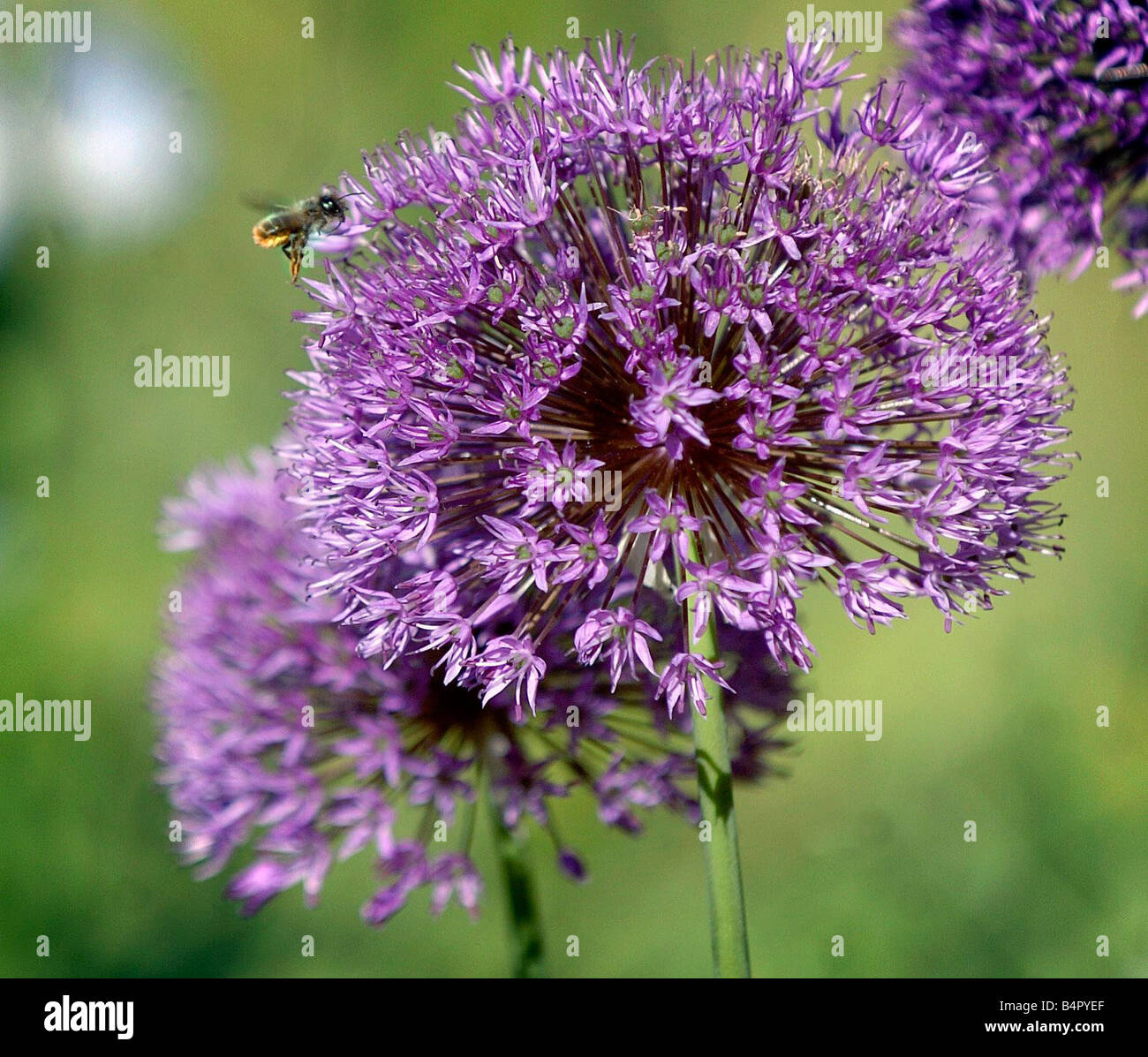 A bunble bee on an alium Stock Photo