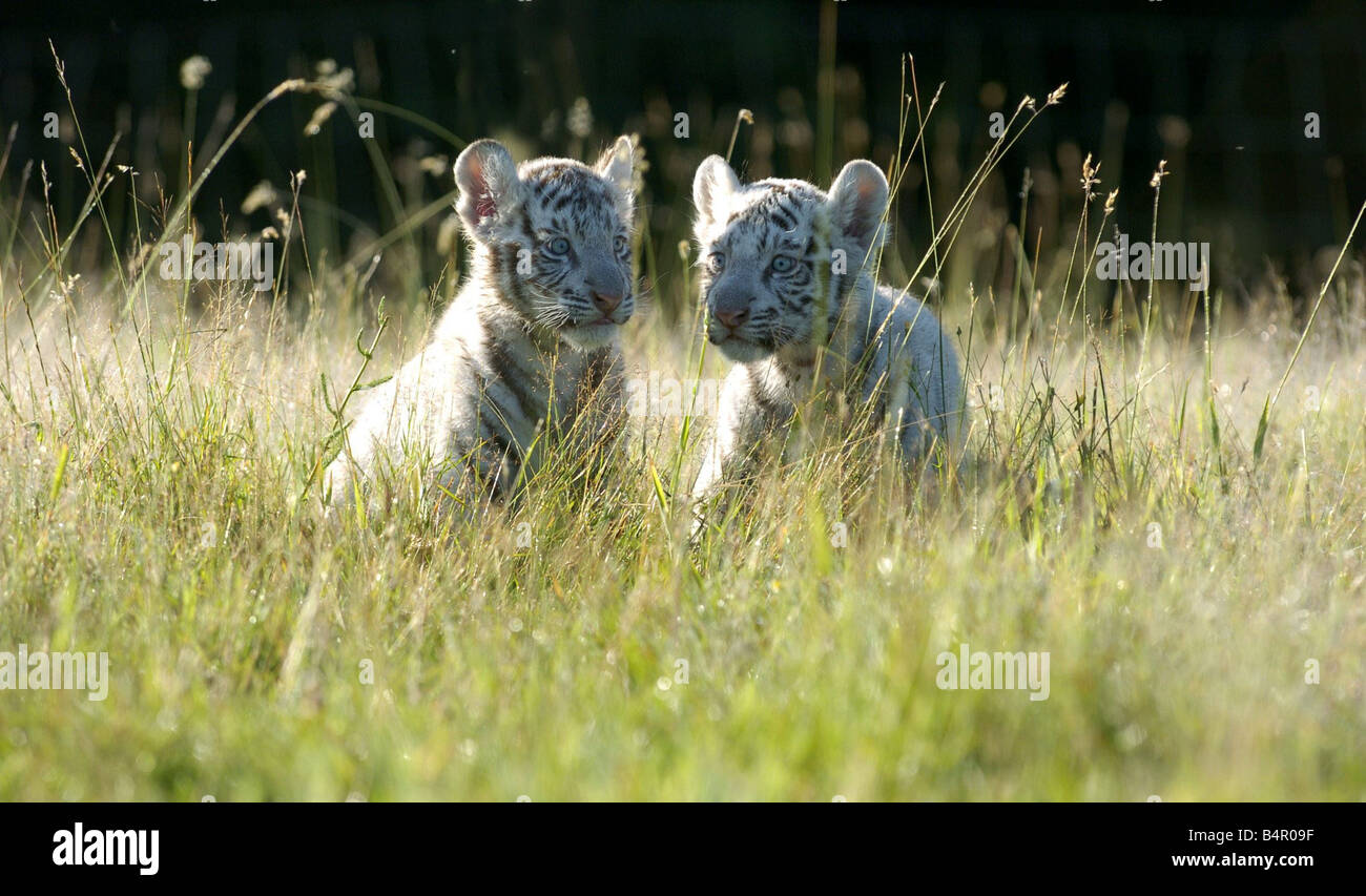 White Tiger cubs at the West Midland Safari Park, Bewdley. Two month old Khan and Scharu are the first White Tigers to be born in this country and are soon going on show to the public.; Stock Photo