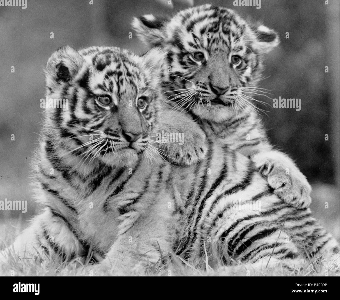 Two baby tigers Black and White Stock Photos & Images - Alamy