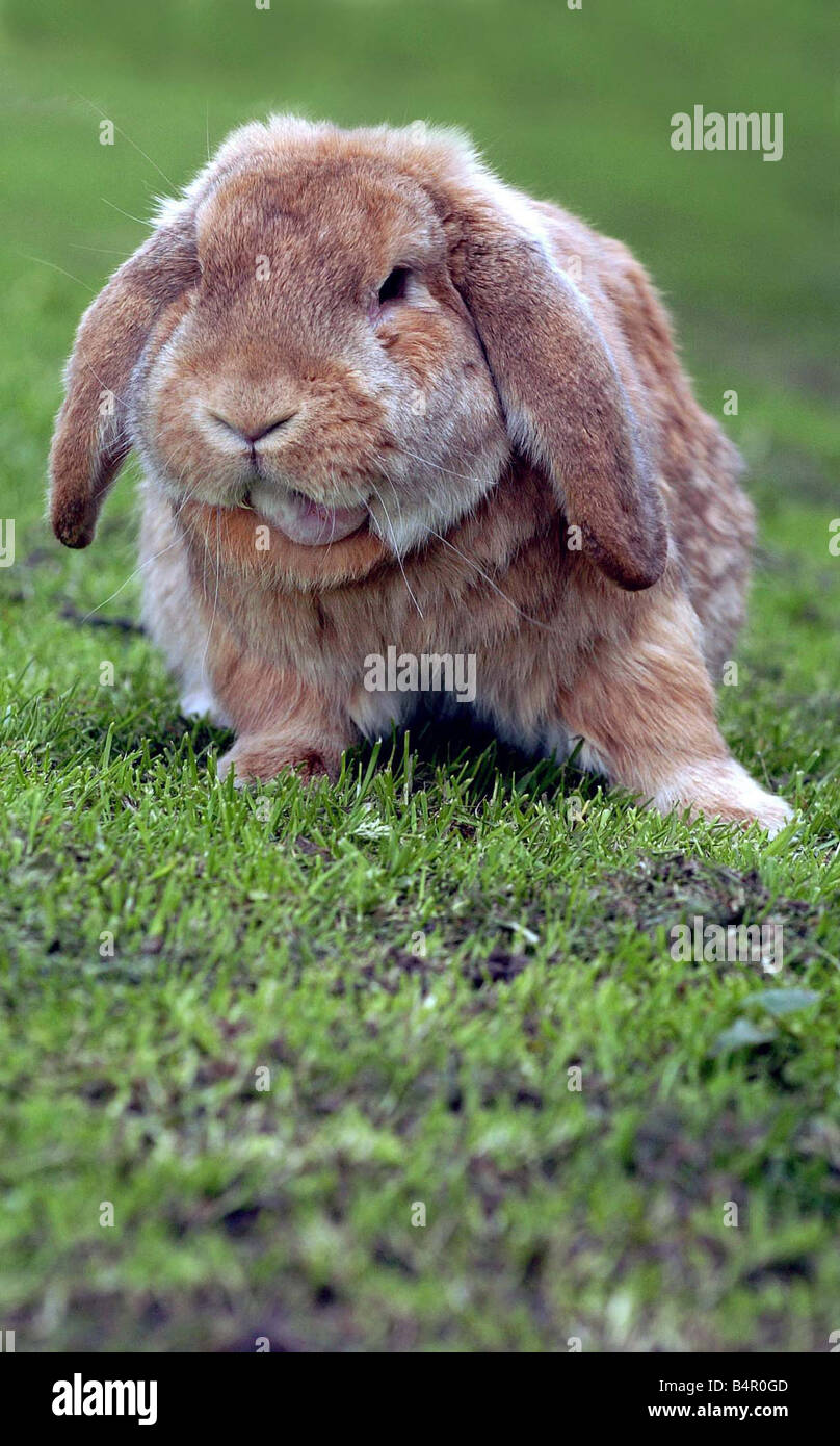 Nibbles the rabbit Stock Photo Alamy