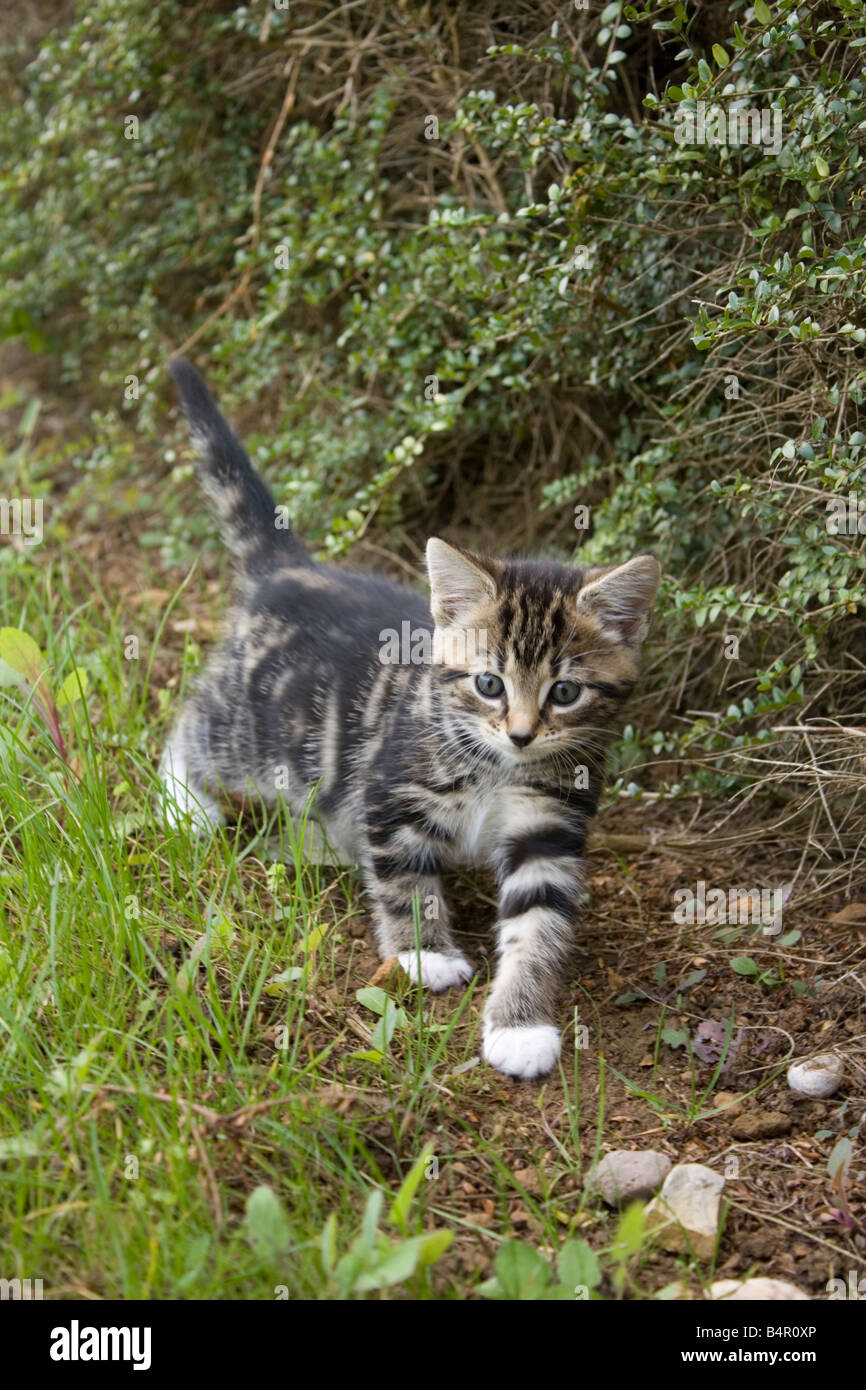 Young tabby kitten stalking along hedgerow Cotswolds UK Stock Photo - Alamy